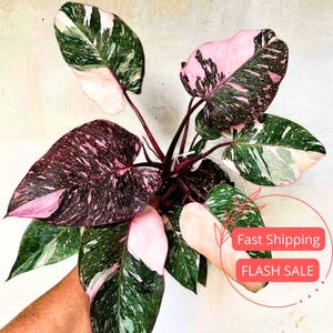 indoor full grown rubber tree Rubber Tree main image 1