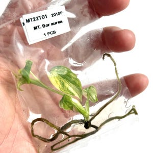Monstera Aurea Live Plant Tissue Culture | Monsteras Variegated | Indoor Tropical House Plants Gifts | Houseplants Plantlet Variegata Albo image 2