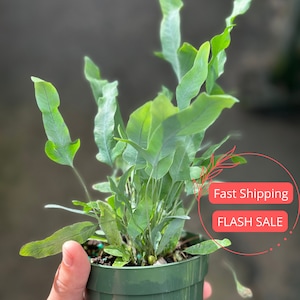 Blue Star Fern Large | Fully Rooted Fern Plant Live | Bluestar Fern Starter Plant Super Full | Rare Houseplants | Indoor Plants | Plant Gift