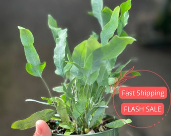 Blue Star Fern Large | Fully Rooted Fern Plant Live | Bluestar Fern Starter Plant Super Full | Rare Houseplants | Indoor Plants | Plant Gift