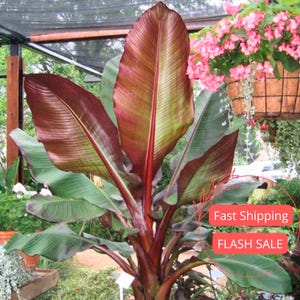 Indoor Banana Plant - Etsy