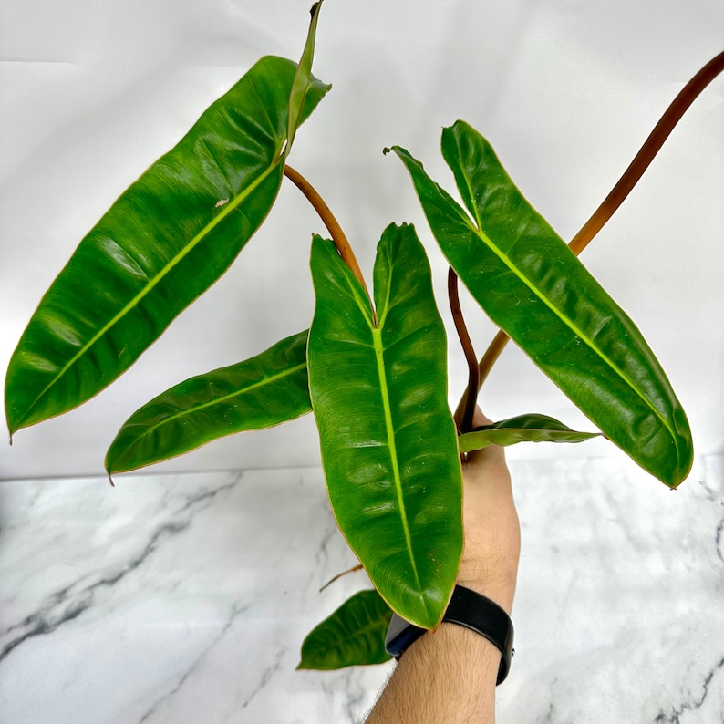NYCitySucculents Philodendron Billietiae - Thumbnail 2