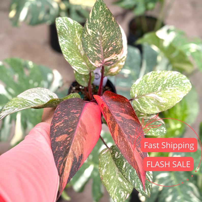 NYCitySucculents Philodendron Orange Princess - Thumbnail 5