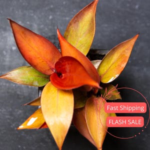 May include: Overhead view of a houseplant with vibrant orange, yellow, and green leaves. The leaves are long and pointed, with a glossy texture. The plant is in a dark pot, set against a dark background. The image includes the text "Fast Shipping" and "FLASH SALE".