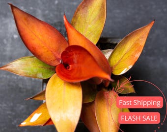 Philodendron Red Sun Live Plant | Rare Philodendron Plants SALE | House Plants | Leafy Indoor Houseplants Outdoor Garden Gifts