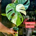 Monstera Thai Constellation House Plants SALE  | Variegated Thai Constellation Monstera Starter Plant | Fully Rooted Monstera Plant | Albo