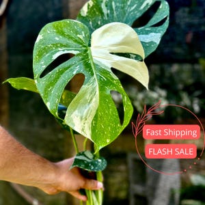 Monstera Thai Constellation House Plants SALE  | Variegated Thai Constellation Monstera Starter Plant | Fully Rooted Monstera Plant | Albo