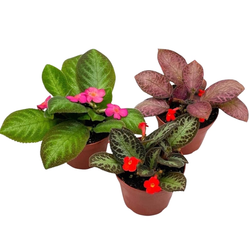 Assorted Episcia Live Plant Assorted Episcia Starter House Plants Fully