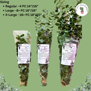 K&ouml;nnte beinhalten: Drei B&uuml;ndel frischer Eukalyptus in verschiedenen Gr&ouml;&szlig;en: regul&auml;r, gro&szlig; und extra gro&szlig;. Jedes B&uuml;ndel ist in durchsichtige Plastikfolie verpackt und mit Schnur gebunden. Die B&uuml;ndel sind mit dem Text "NYCITYSUCCULENTS" und "Fresh Eucalyptus" beschriftet.