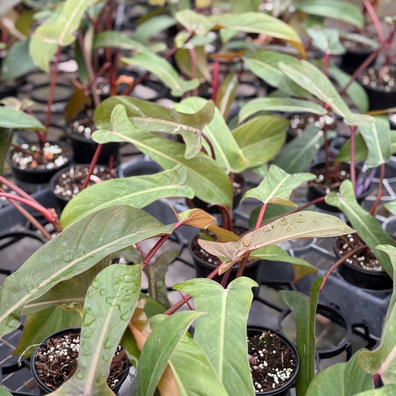 Philodendron Florida Plant - Thumbnail 3