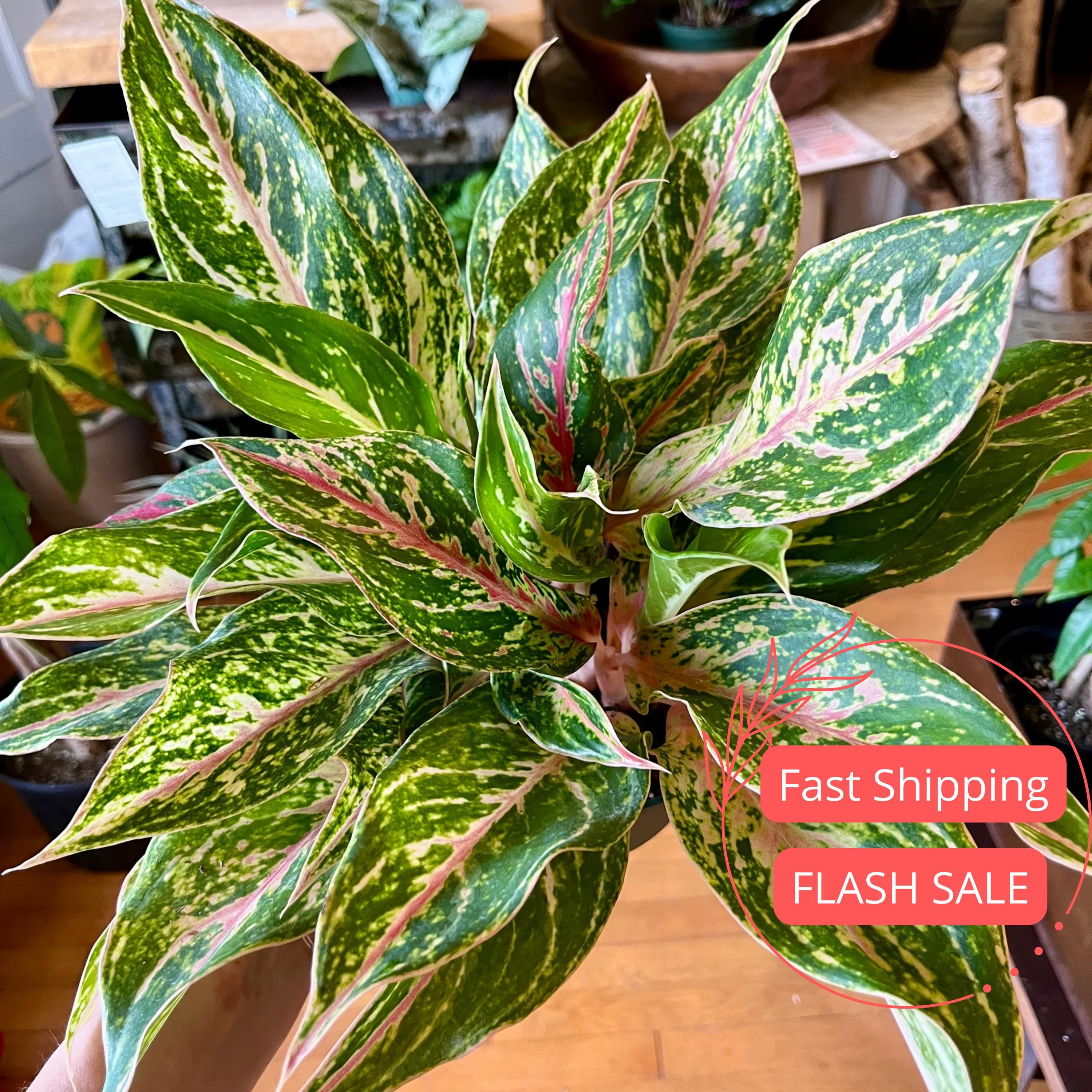 Aglaonema Pictum Tricolor Seed - Etsy