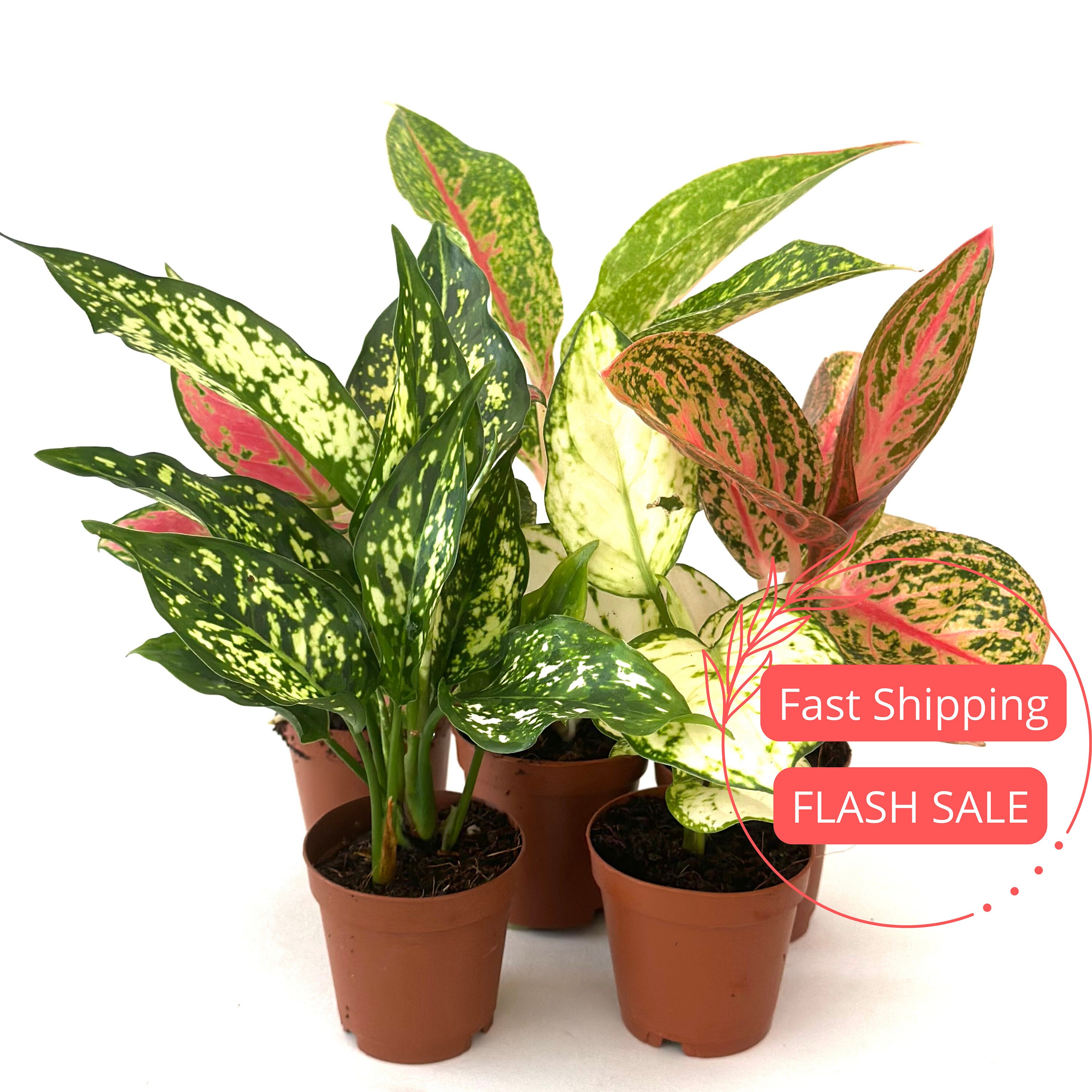 Aglaonema Tricolor - Etsy