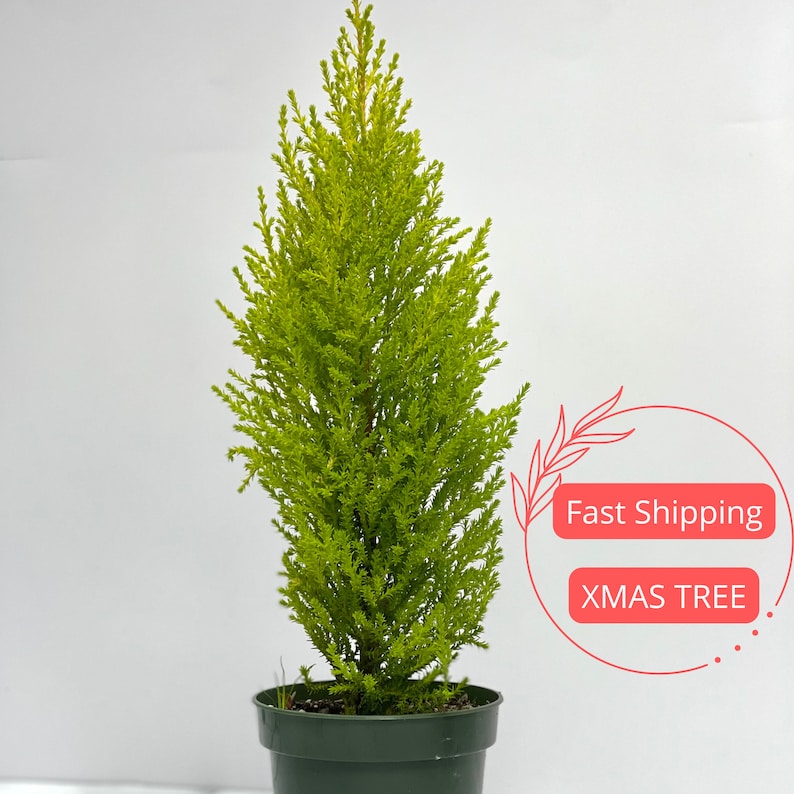 Dwarf Lemon Cypress Tree Christmas Tree Tabletop Christmas Etsy
