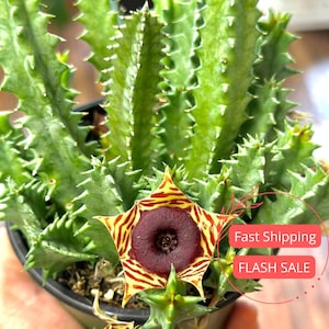 May include: A potted Stapelia plant with a large, star-shaped flower. The flower has a deep burgundy center and is striped with yellow and red. The plant has green stems with sharp, pointed edges.