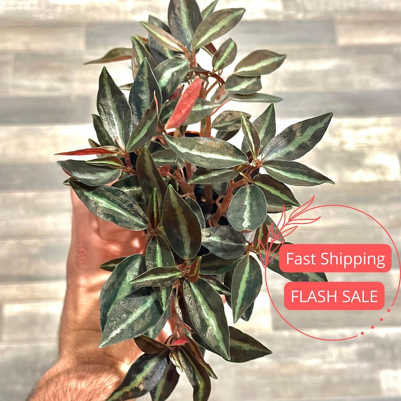 NYCitySucculents Peperomia Metallica Plant - Thumbnail 3