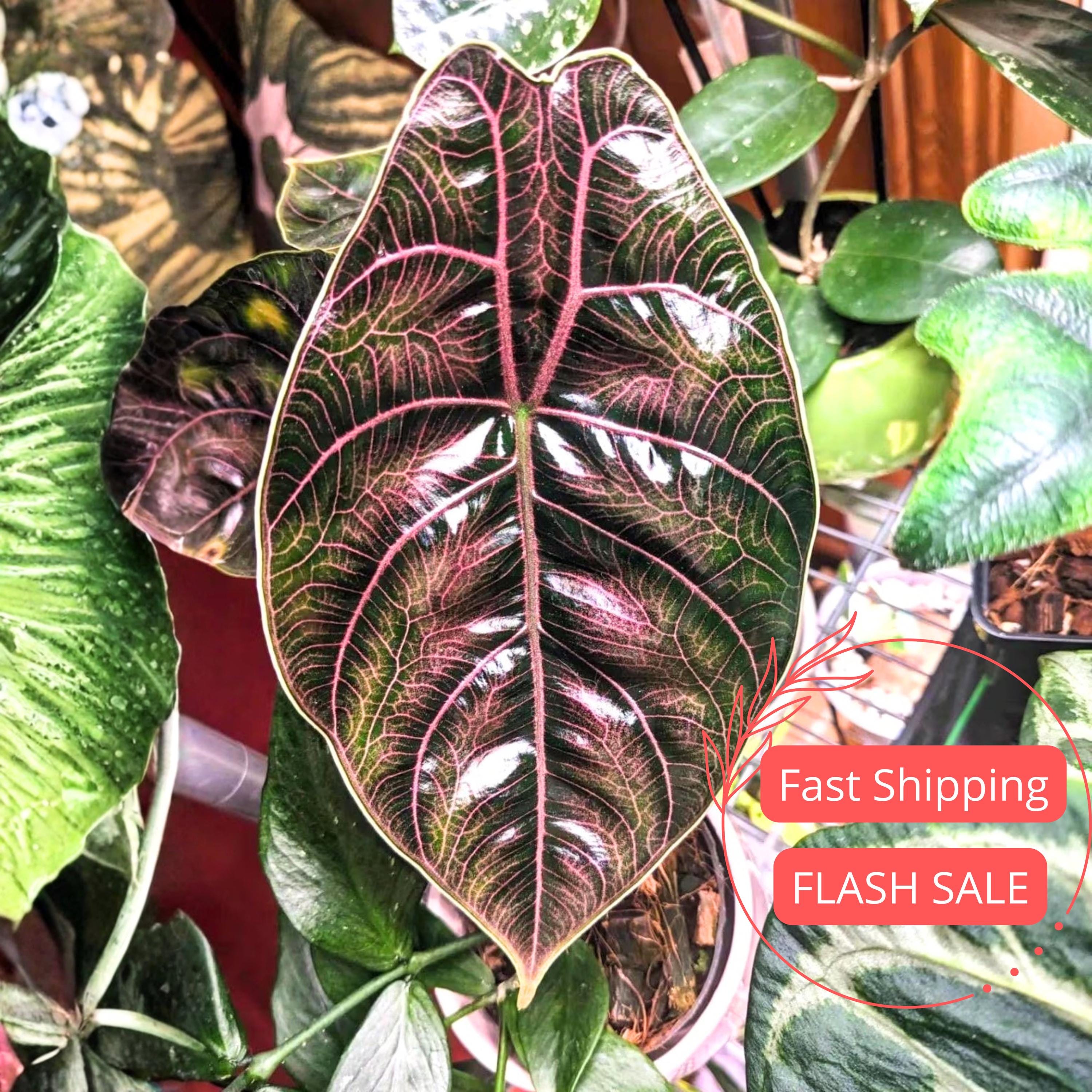 Alocasia Azlanii Live Plant | Red Mambo Alocasias Corm Jewel