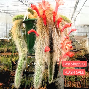 May include: A hanging cactus with long, trailing stems and vibrant red flowers. The cactus is in a green hanging pot. The stems are a mix of green and tan, with a fuzzy texture. The flowers are a bright red color.