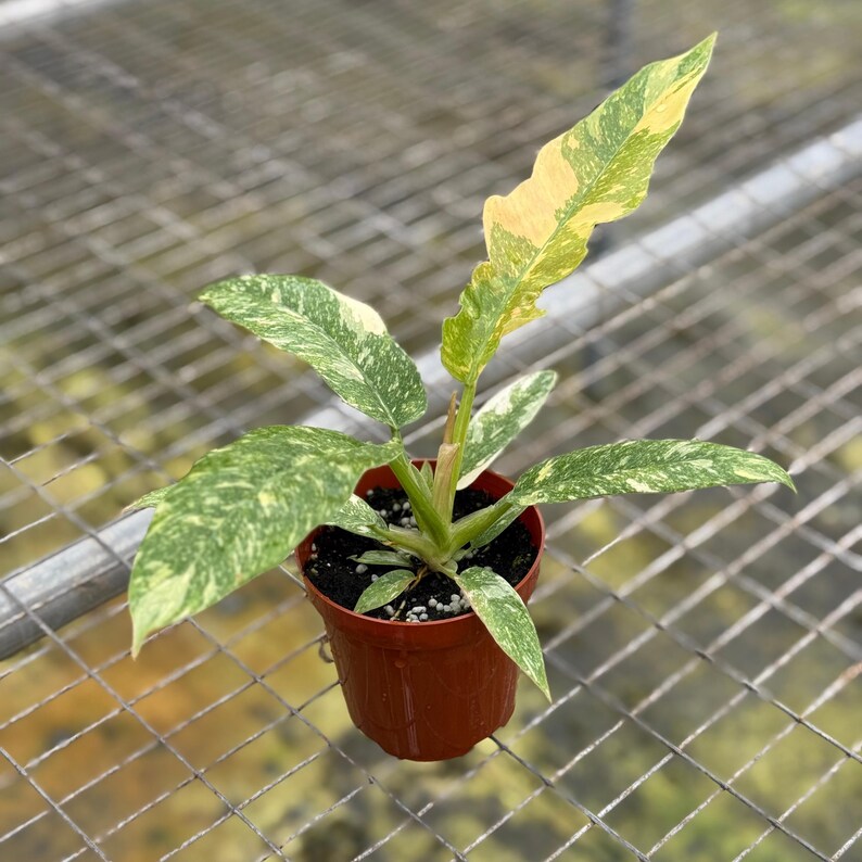 NYCitySucculents Philodendron Ring of Fire Plant - Thumbnail 2