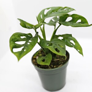 Op de afbeelding: Een kleine plant in een pot met groene bladeren die gaten hebben. De plant staat in een donkergroene pot.
