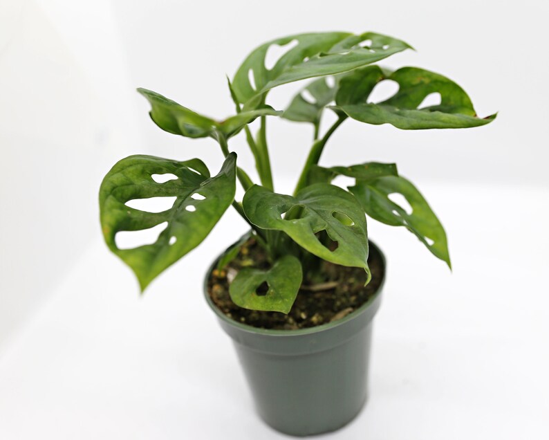 Mini Monstera 'Swiss Cheese Plant' 3.5 Etsy