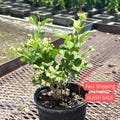 Jasmine Live Plant | Sambac Arabian Jasmine Plants 1 Gallon | House Plants for Beginner | Houseplants for Kitchen Indoor Outdoor Garden