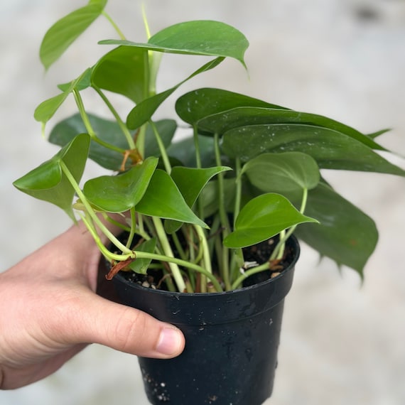 monstera deliciosa vs borsigiana Monstera Deliciosa Albo Variegated (Small Form/Borsigiana) *Grower's C   Rare Plant Fairy