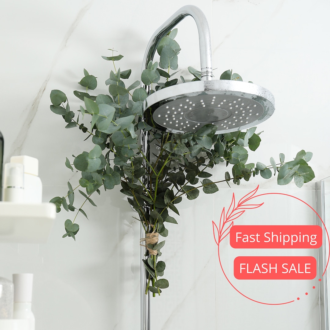 Fresh Eucalyptus Shower Bundle | Indoor Houseplants for Bathroom ...