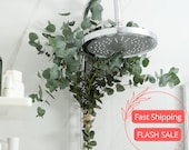 Fresh Eucalyptus Shower Bundle | Indoor Houseplants for Bathroom | Fresh Eucalyptus Plants| Aromatherapy | Stress Relief Plant Gifts