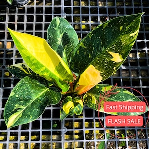 crassula ovata variegated jade plant Crassula ovata cv. Lemon & Lime 5 Plants