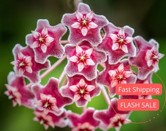 Hoya Kerrii Live Plant | Hoya Heart Plant Live Starter Plants | House Plants Live for Beginner | Hoya Cuttings for Rare Plant Gifts