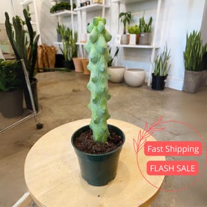 May include: A green cactus with a unique, bumpy texture, potted in a dark green plastic container. The cactus is displayed on a light wooden table, with other plants and shelves in the background. The image also contains the text "Fast Shipping" and "FLASH SALE".