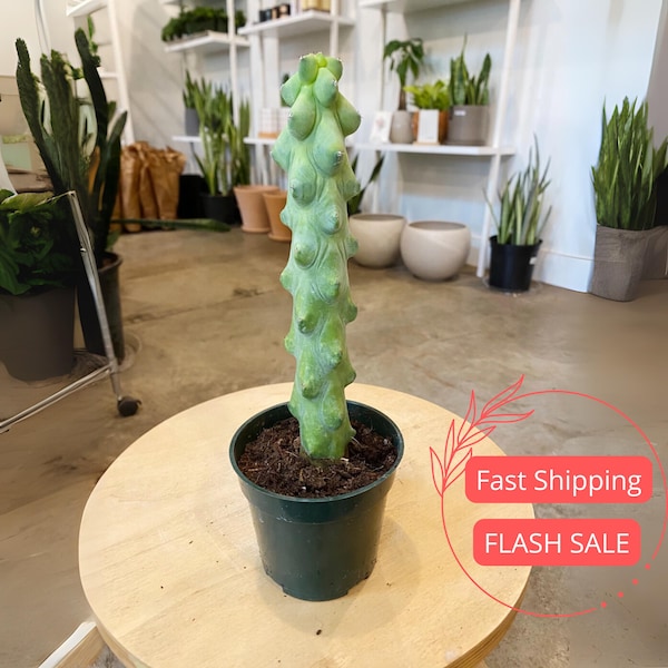 Boobie Cactus Live Plant | Rare Houseplants Cacti Cuttings | Indoor House Plants Home Decor | Succulent Houseplant for Outdoor Gardens Gifts