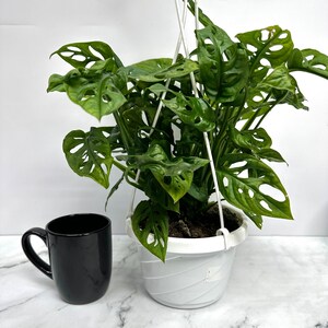 Op de afbeelding: Een groene Monstera adansonii plant met grote, geperforeerde bladeren die groeit in een witte hangende pot. De plant hangt aan een wit touw.