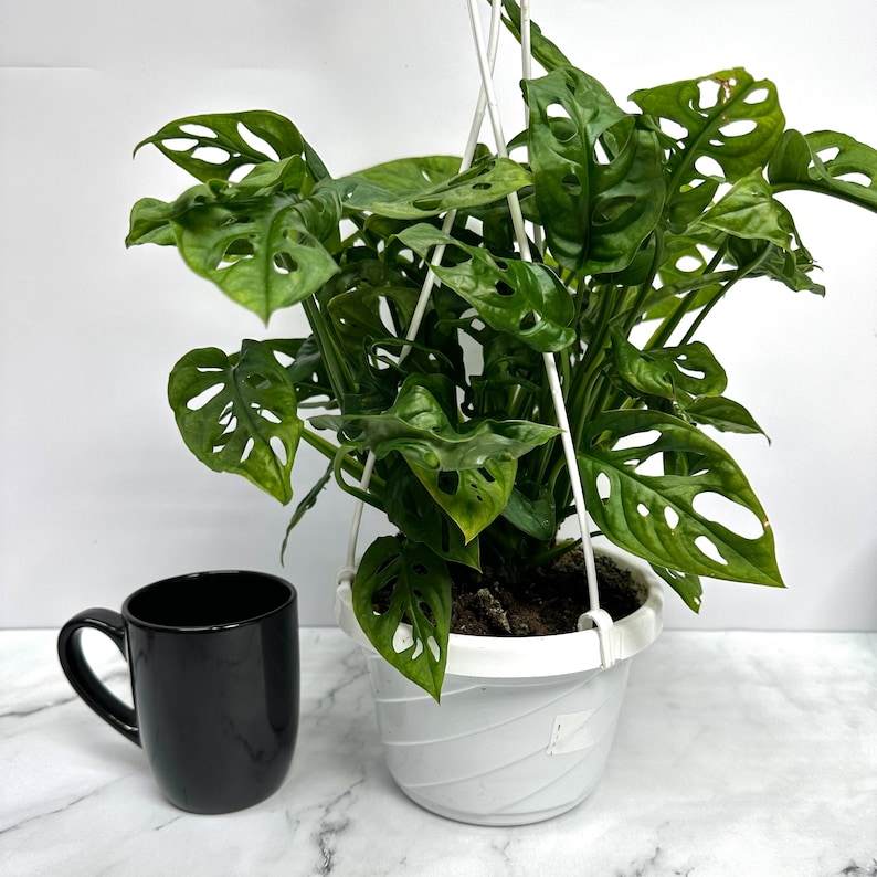 Op de afbeelding: Een groene Monstera adansonii plant met grote, geperforeerde bladeren die groeit in een witte hangende pot. De plant hangt aan een wit touw.