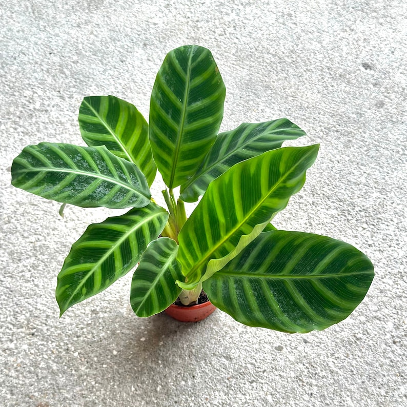 NYCitySucculents Calathea Zebrina - Thumbnail 2