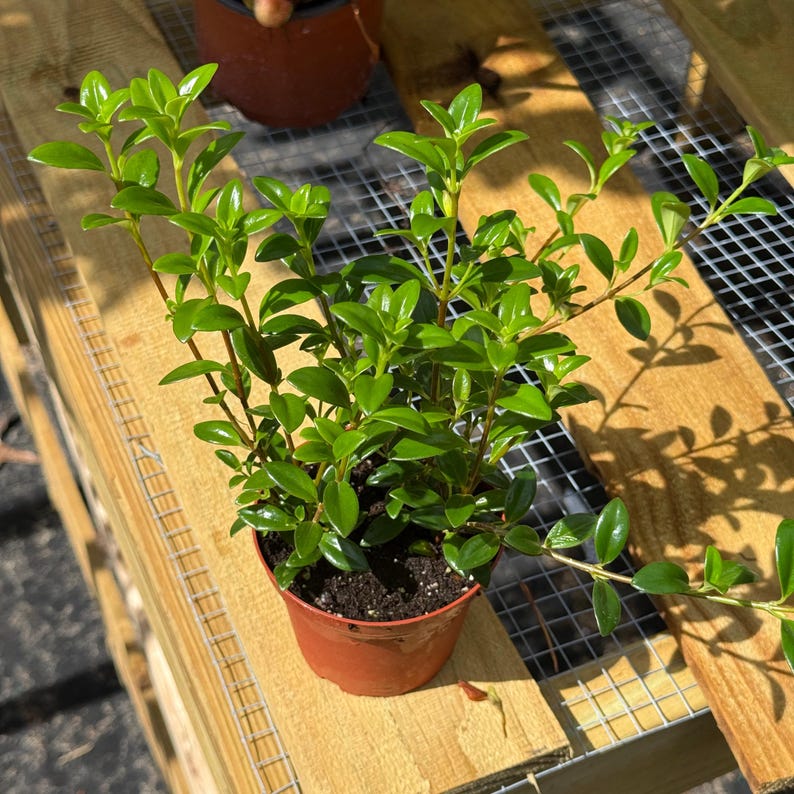 NYCitySucculents Goldfish Plant - Thumbnail 4
