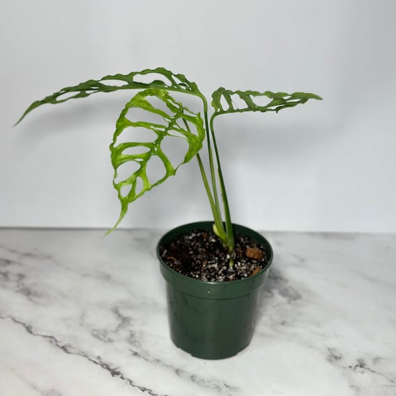 plumeria obtusa plant Plumeria Obtusa – Frangipani Tree – Plantes.ae main image 0