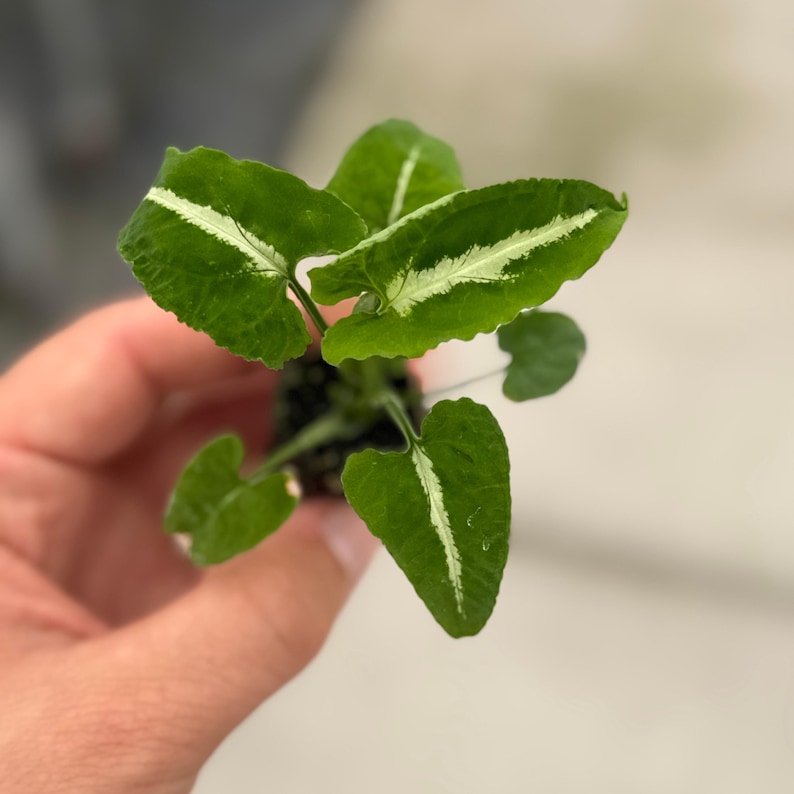Syngonium Wendlandii Plant - Thumbnail 5