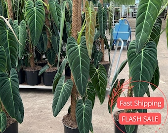 May include: Several large potted plants with dark green, heart-shaped leaves and a prominent central vein. The plants are supported by brown poles wrapped in a fibrous material. The plants are in black pots, and the background shows a greenhouse setting.