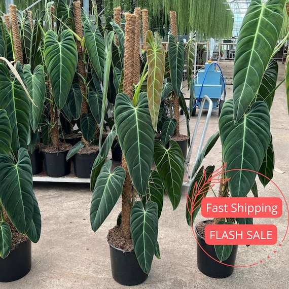 Philodendron Melanochrysum Live Plant | Velvet Leaf Philodendron Plants SALE | House Plants | Leafy Indoor Houseplants Outdoor Garden Gifts