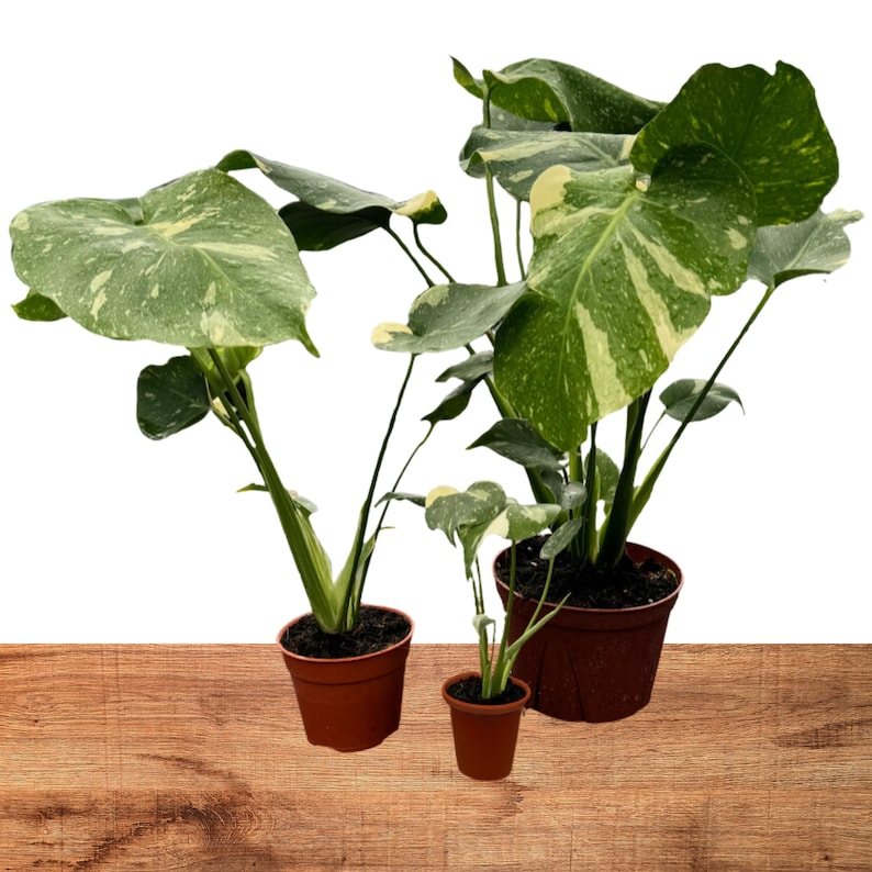 NYCitySucculents Monstera Thai Constellation