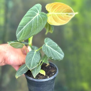 May include: A potted Philodendron Melanochrysum plant with dark green, velvety leaves and prominent white veins. The new leaf at the top is a golden yellow color. The plant is in a black plastic pot, held by a hand.