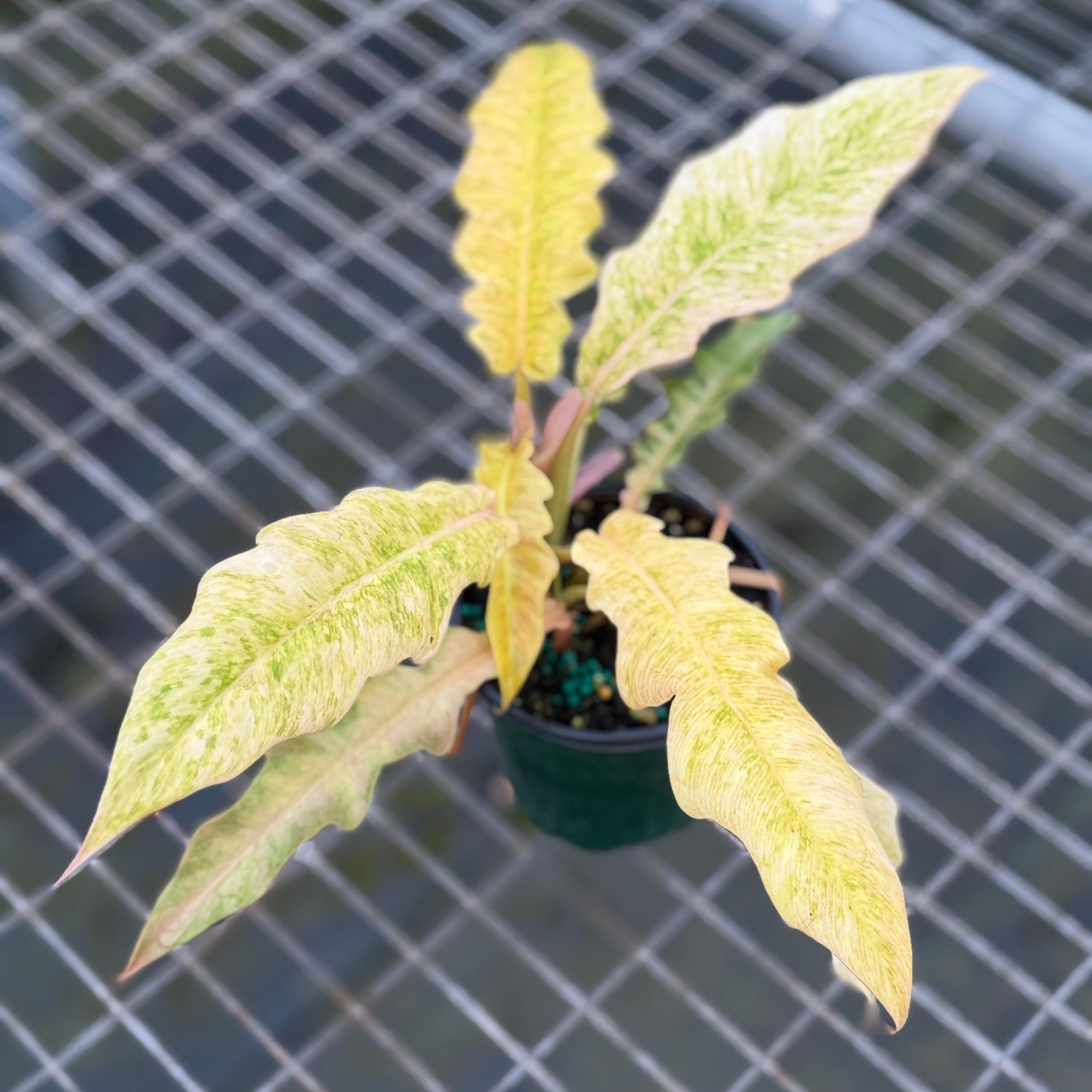 caladium plant pink Sunset Pink Caladium Bulbs – Classic Caladiums