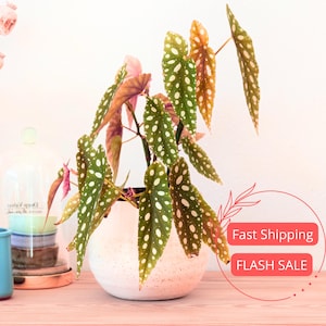 May include: A potted Begonia maculata plant with green leaves dotted with white spots. The plant is in a white, speckled ceramic pot. The leaves have a reddish-purple underside. The plant sits on a light pink surface.