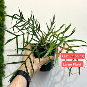 Philodendron Tortum Large | Fully Rooted Philodendron Tortum Starter Plant | Rare Philodendron Plant | Philodendron Plants | Rare Plants