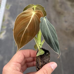 May include: A small Philodendron Melanochrysum plant with large, velvety leaves. The leaves display a gradient of colors, from deep brown to dark green, with prominent veining. The plant is held in a small, dark soil plug, ready for planting.