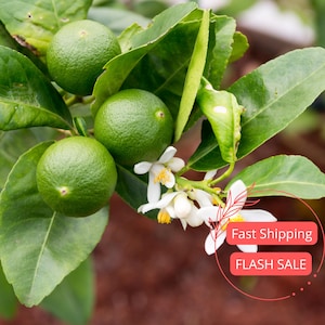Persian Lime Citrus Fruit Tree Live Plant | Grafted Lime Plants | House for Beginner | Houseplants for Indoor Outdoor Garden | Edible Plants