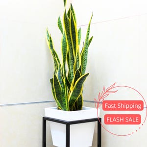 May include: A tall snake plant with green and yellow striped leaves in a white square pot. The pot sits on a black metal stand. The plant is against a light-colored wall.
