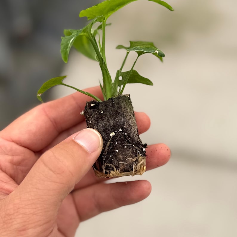 Syngonium Wendlandii Plant - Thumbnail 3