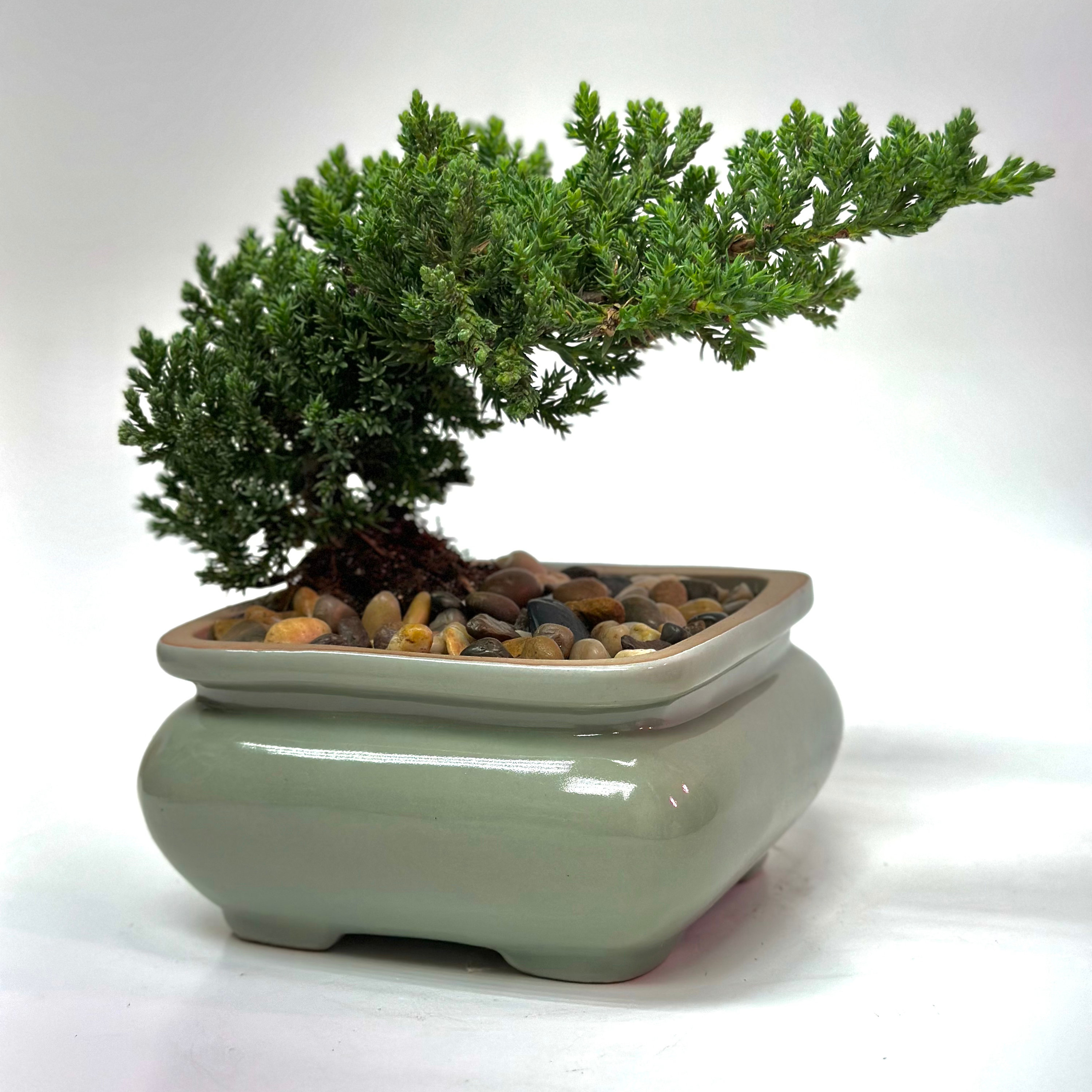 plastic tray plants CG main image 1